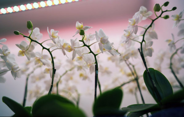 Flower fair brings fragrant business to Beijing