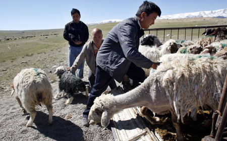 Herders hope for greener pastures with new schedule