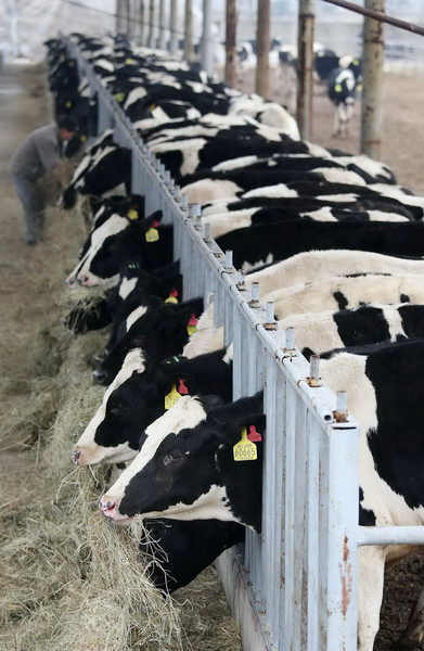 Kiwi cows arrive in Ningxia
