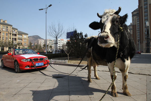 BMW owner protests with cow[3]|chinadaily.com