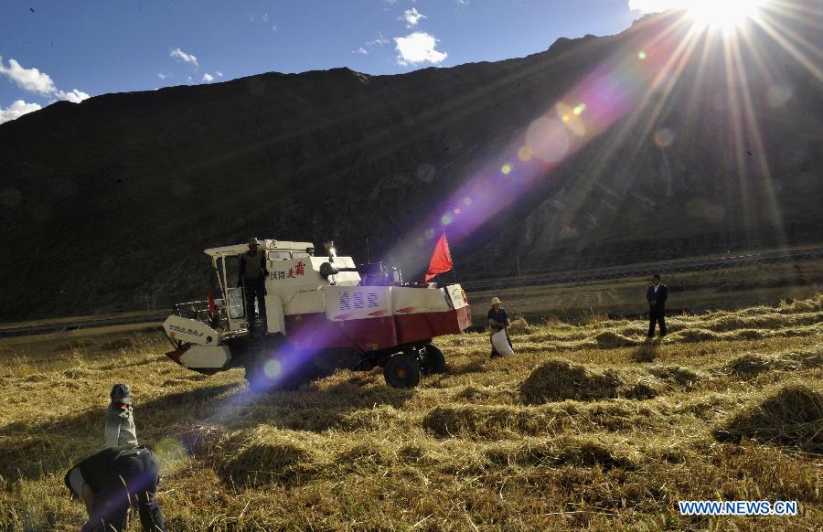 Tibet expected to witness bumper harvest