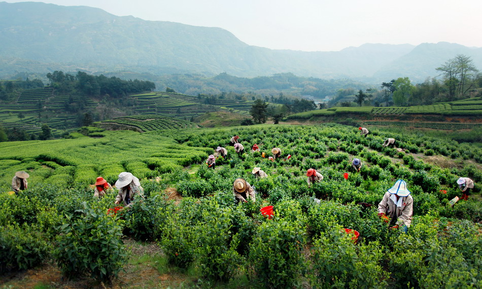 Fuding savors success in white tea