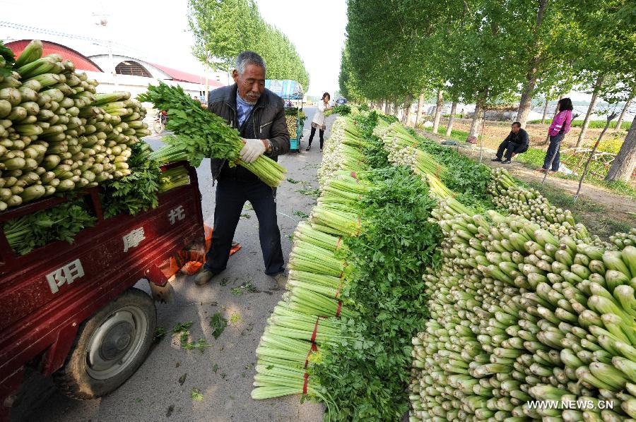 Celery crop concerns stalk Henan farmers