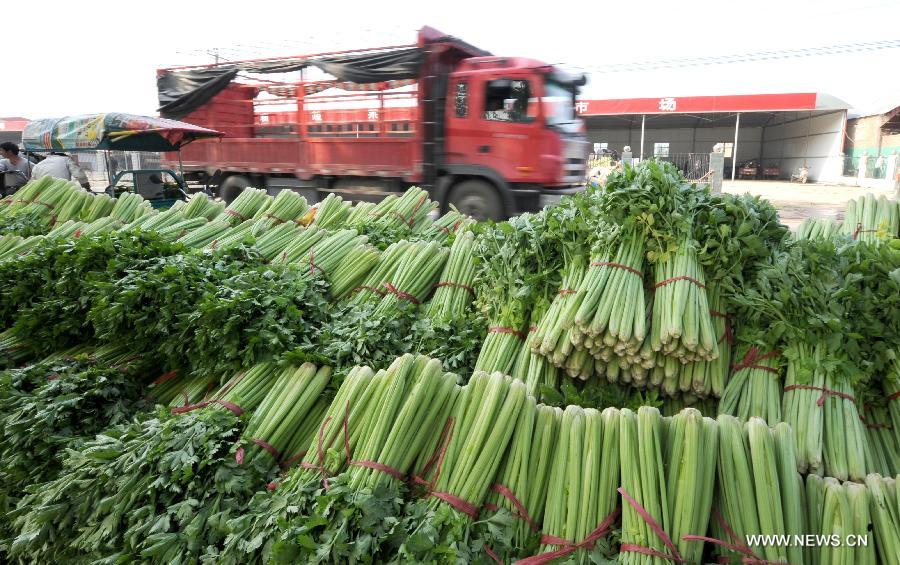 Celery crop concerns stalk Henan farmers