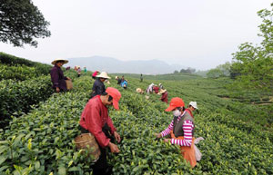 Chinese farmers busy with farming as summer comes