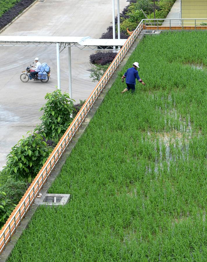 Roof garden in Liuzhou