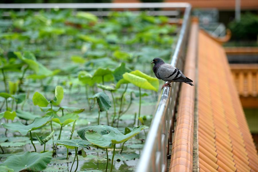 Roof garden in Liuzhou