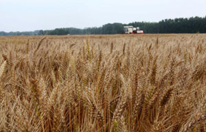 Government forecasts bumper grain harvest