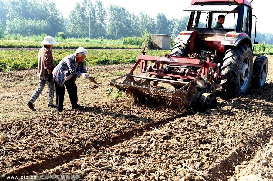 TCM harvesting in East China