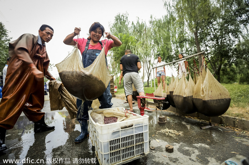 Beijing wiggler catchers thrive in summer