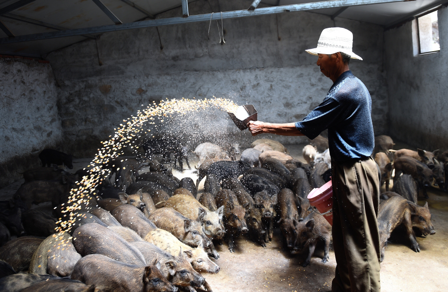 Herding wild boars on a mountain