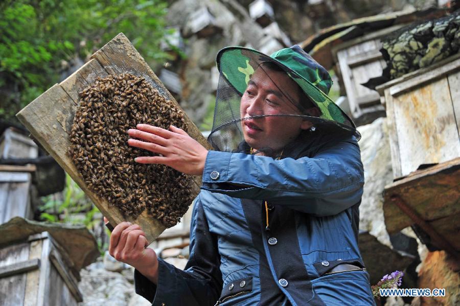 Beekeeping in Shennongjia nature reserve in Central China