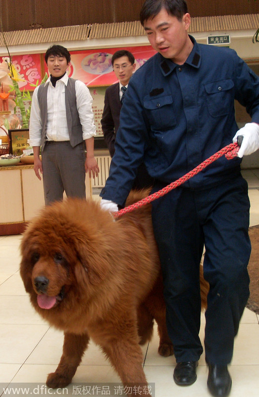 Tibetan mastiff cloned for commercial use