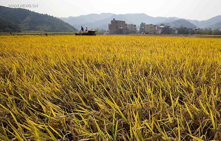 Paddyfields in E China enter into harvest season