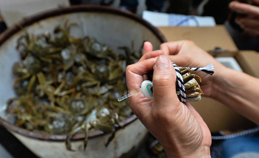 Yangcheng Lake crabs make their way to Beijing