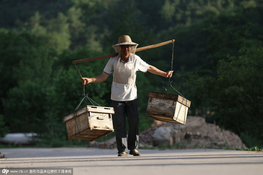 Hebei senior beekeeper's sweet day