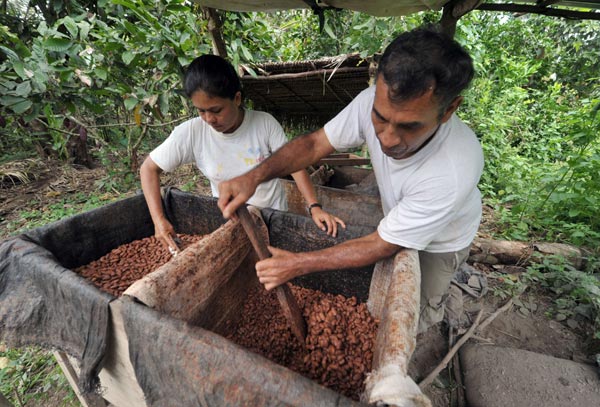 Chocolate shortage spurs revival of cocoa