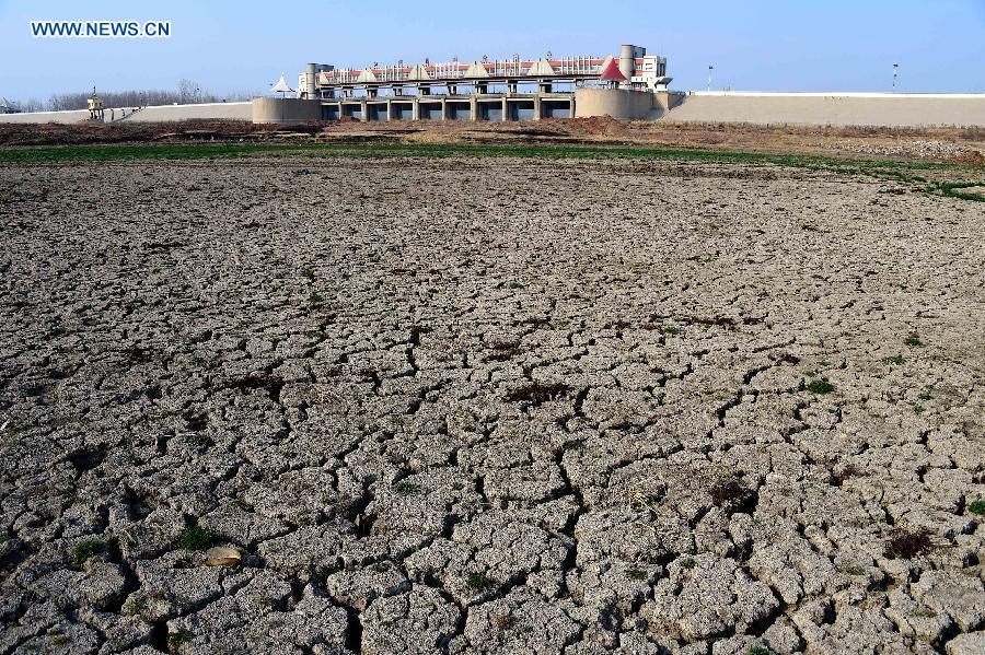Drought hits China's Shandong province