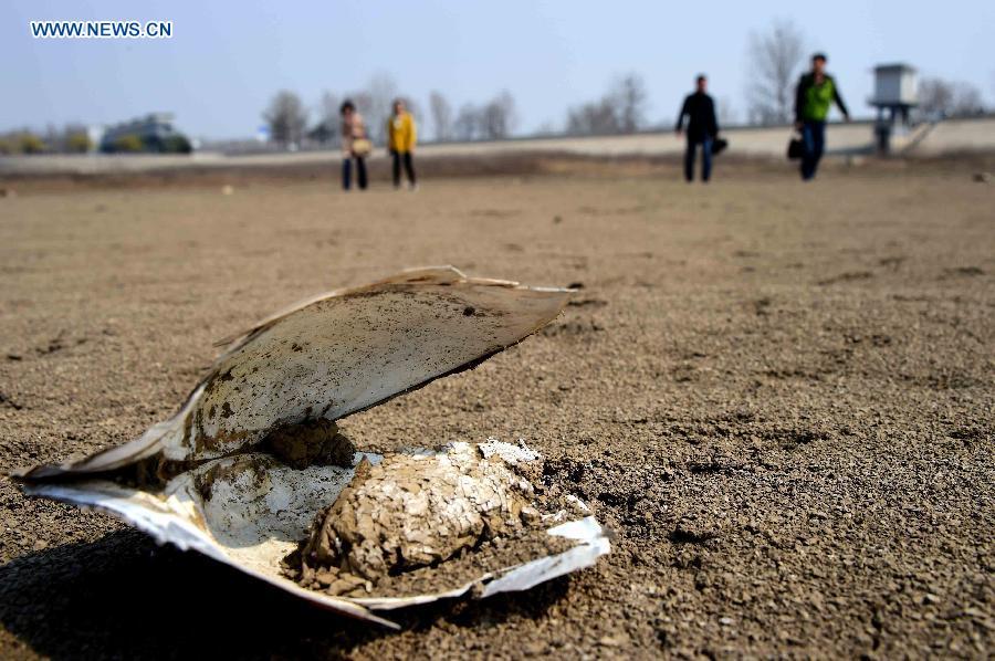 Drought hits China's Shandong province