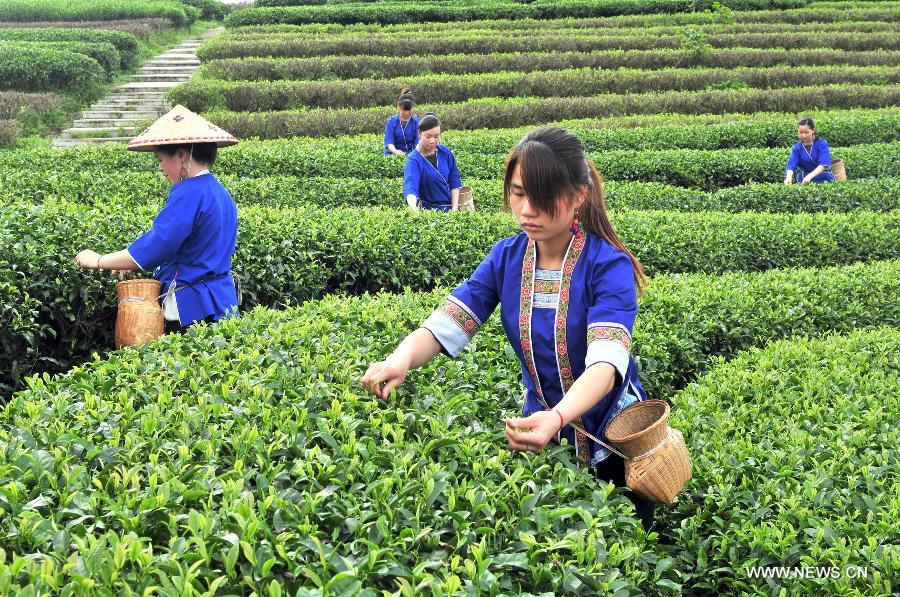 Farmers harvest tea in Sanjiang Dong autonomous county of Guangxi