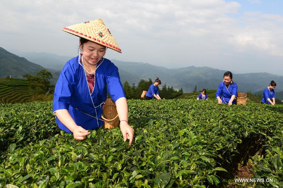 Farmers harvest tea in Sanjiang Dong autonomous county of Guangxi