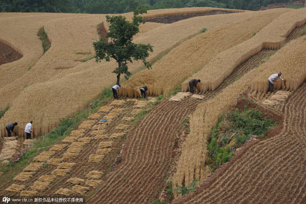 Harvest time in Henan province