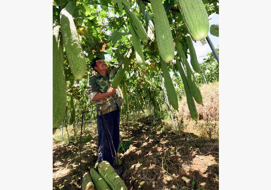 Local loofah cooperation developed in Jiangxi