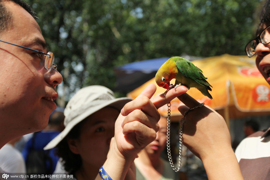 Bird market hidden in Xi’an ancient street