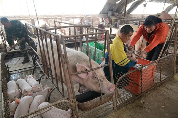 Revamp pork industry to end price volatility