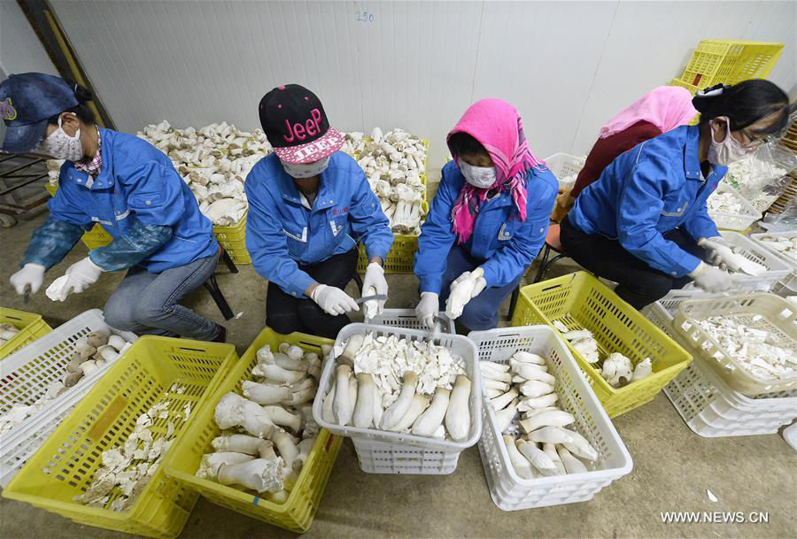 Mushroom cultivation bases established in Ningxia