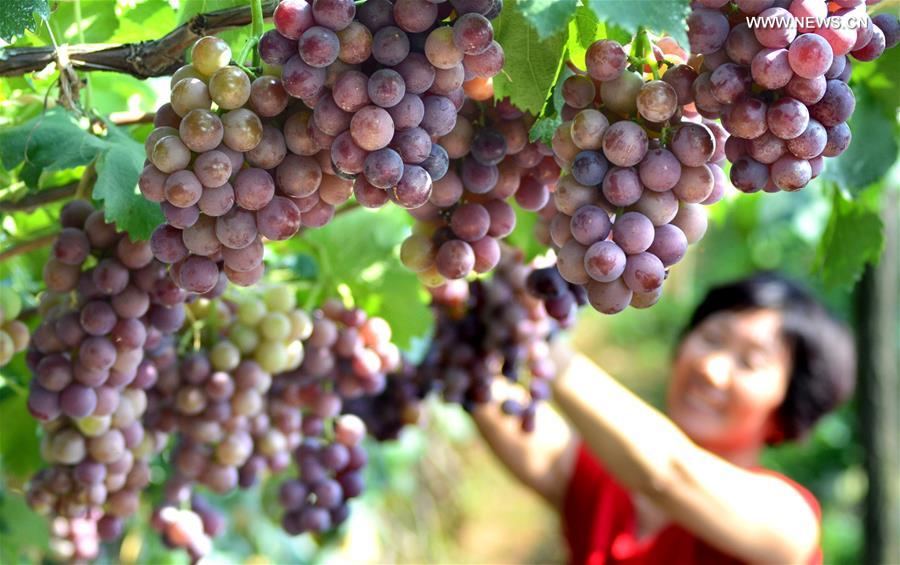 Crops enter harvest season