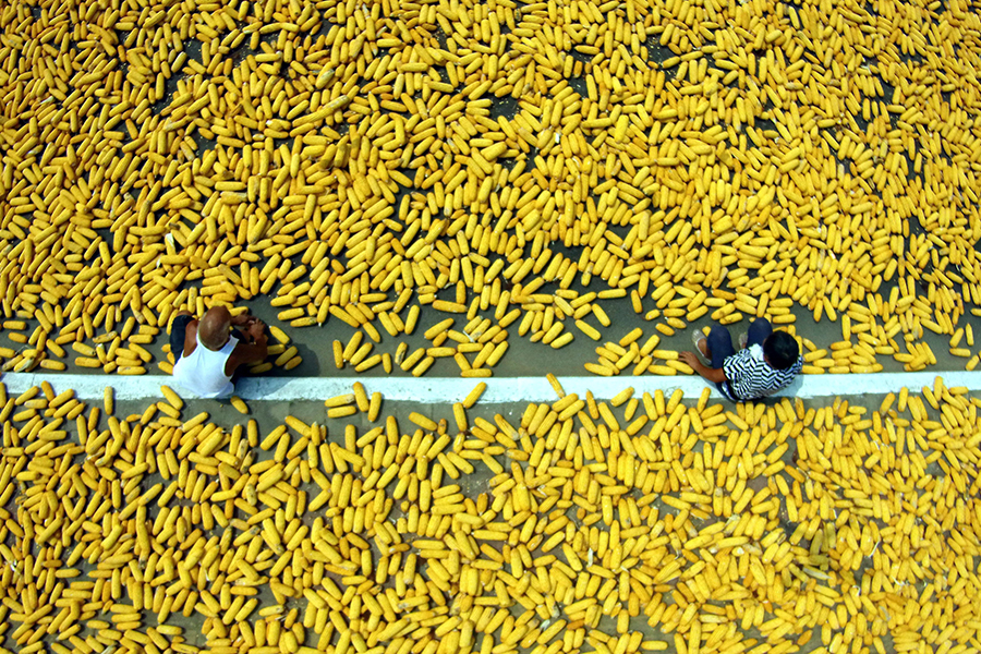 Harvest season colored by ripe crops in China