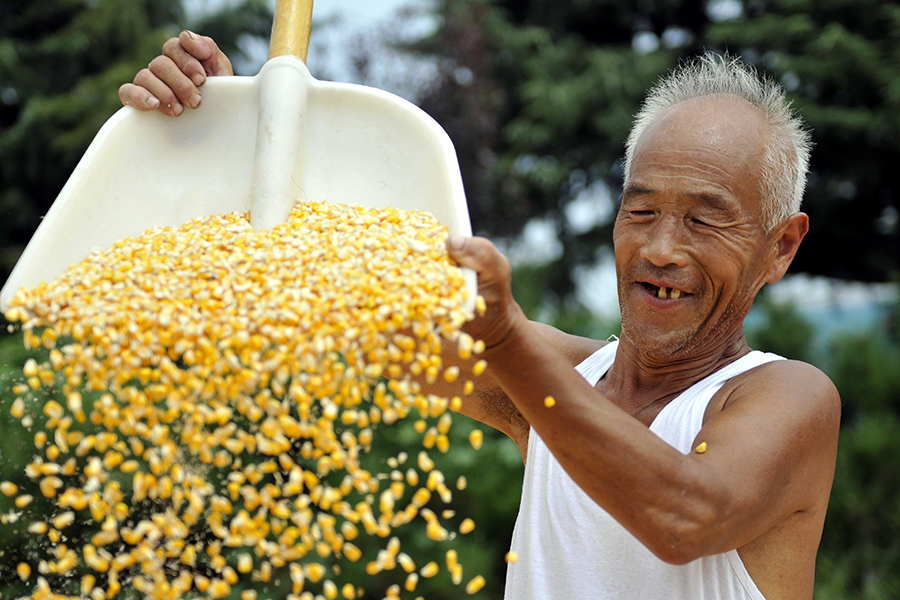 Harvest season colored by ripe crops in China