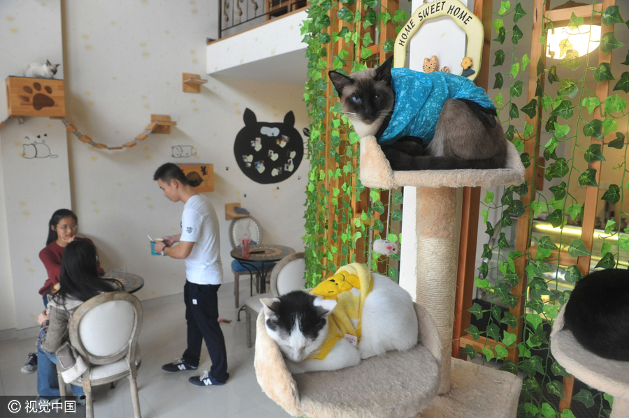 University students run cat-themed café in Hangzhou