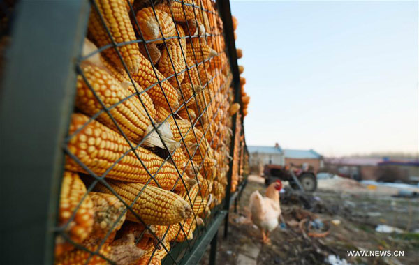 China halts corn reserve purchasing to let price float