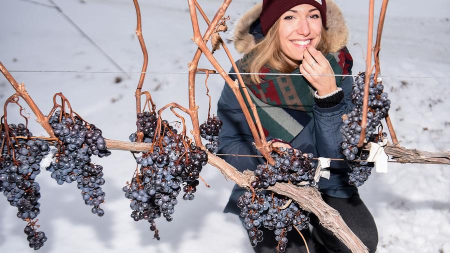 Ice wine vineyard in northeastern China