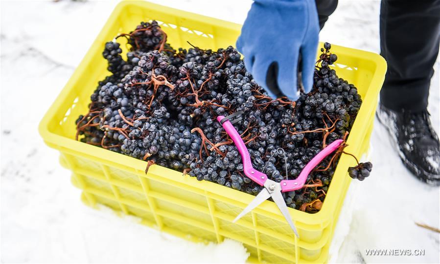NE China encourages research and development of ice wine industry