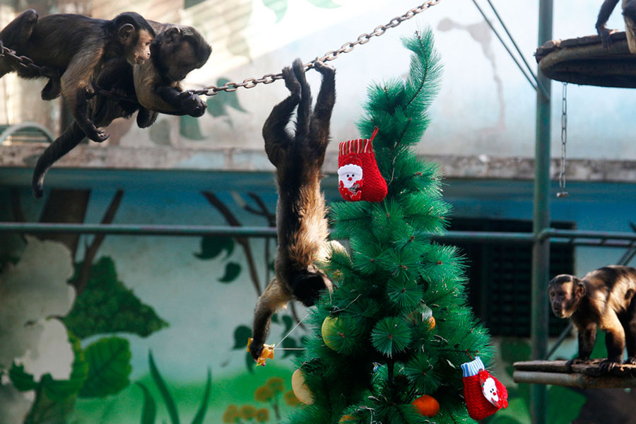 Monkeys enjoy Christmas feast in Zhengzhou