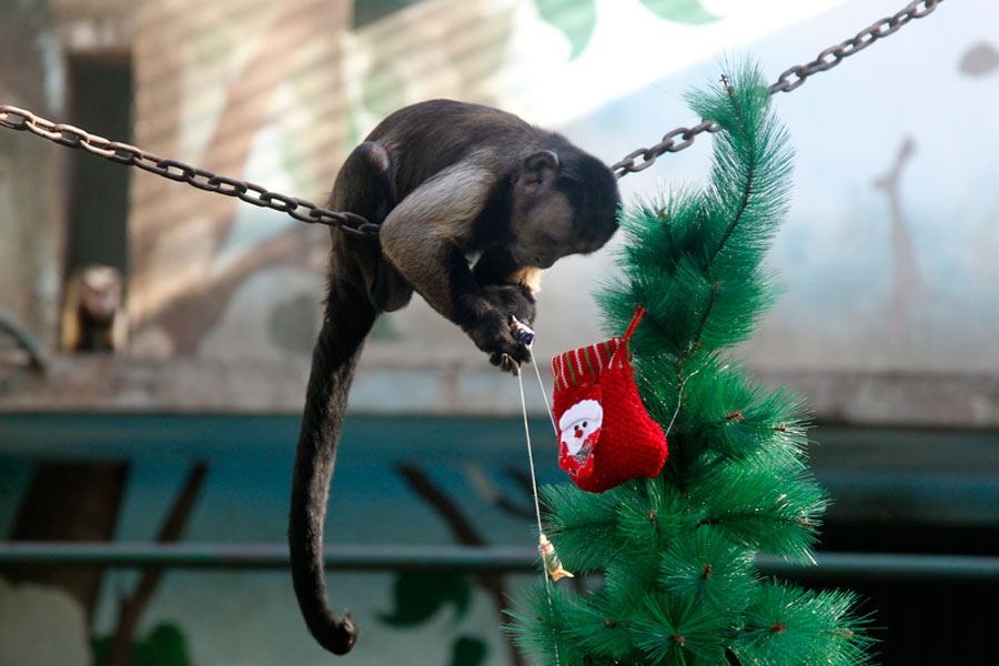 Monkeys enjoy Christmas feast in Zhengzhou