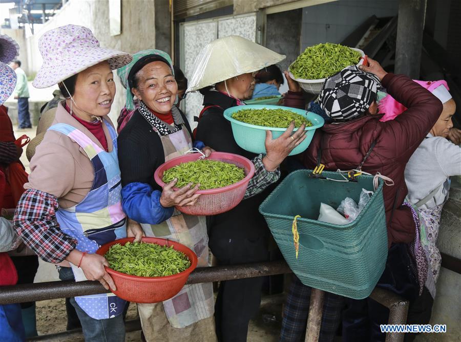 Farmers harvest tea leaves before Qingming Festival