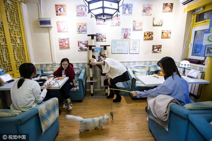 Cat 'waiters' welcome guests in Beijing