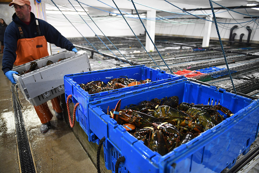 How Chinese gave new life to Maine lobsters