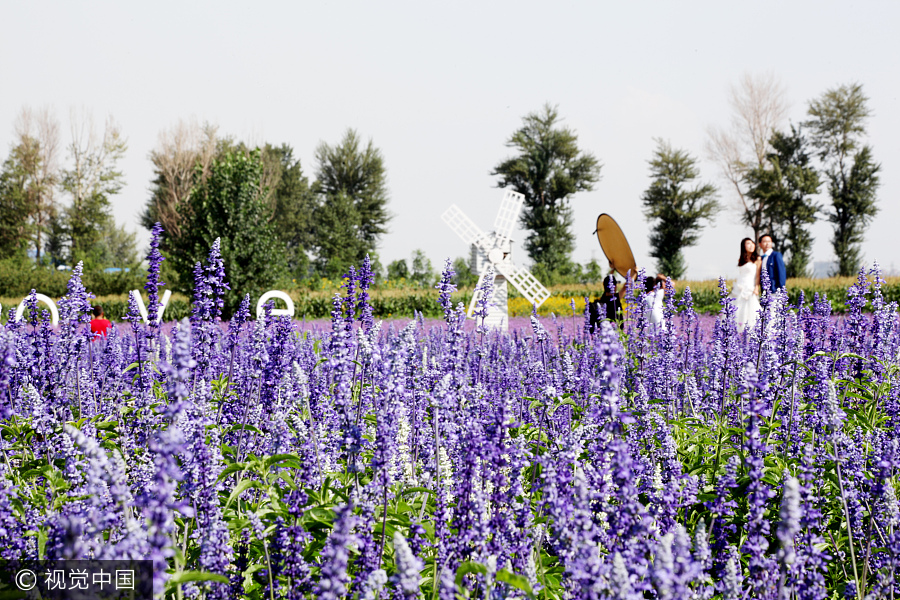 Graduate brings sweet smell of lavender to North China