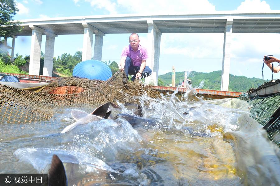 Tsinghua graduate turns spoon sturgeon breeding a money-making business