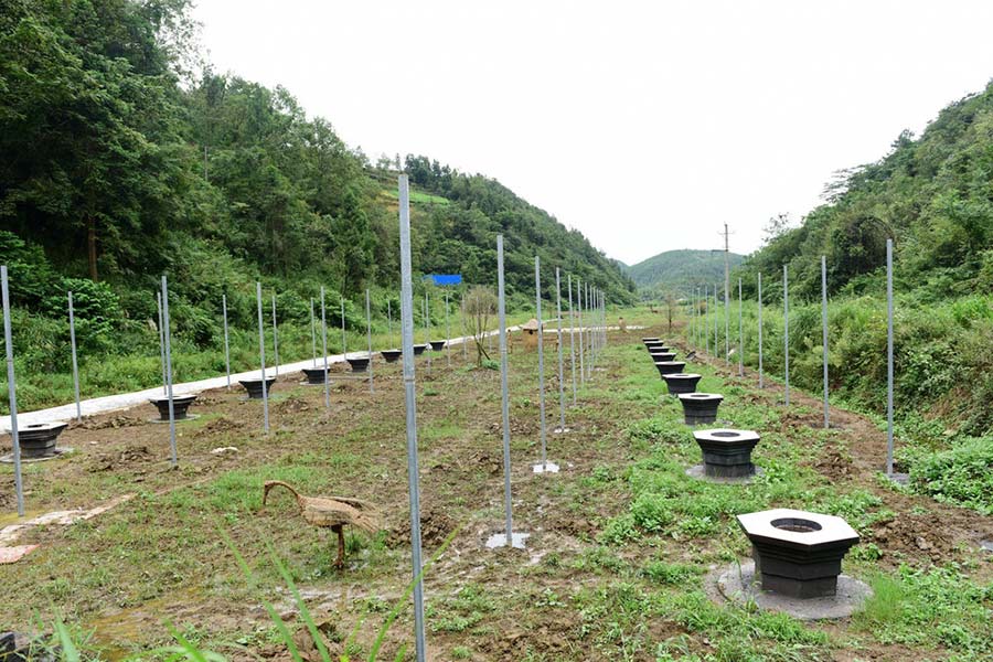 Rural migrant's hometown grape farm earns $90,000