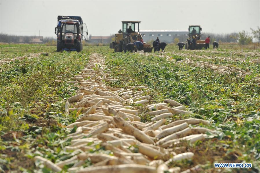 Farmers in N China cultivate radish to increase income