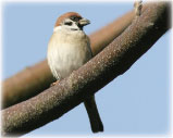For the birds