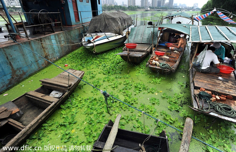 Han River turns green with plants