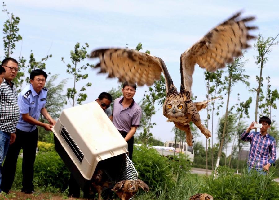 Eagle owls back into the wild