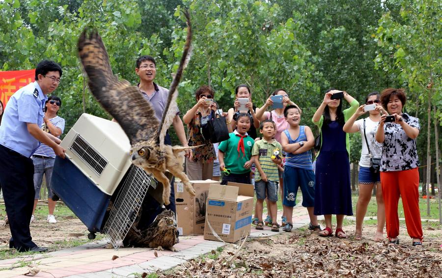 Eagle owls back into the wild